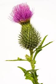 thistle images