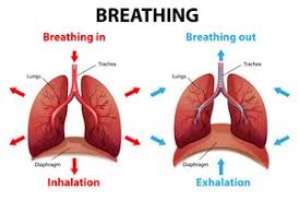 diaphragmatic breathing exercises