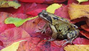 Ways To Help Frogs And Toads Natural