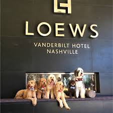 7 dog friendly hotels across the south