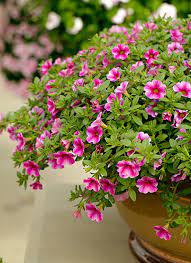 Best Container Plants For Your Garden