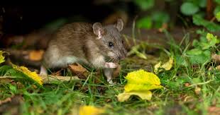 Rats From Your Garden Without Poison