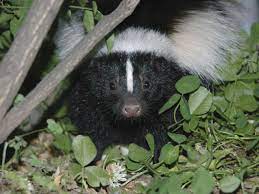 get rid of skunks from your garden
