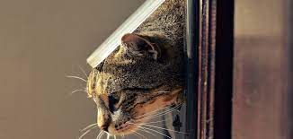 Cat Door In Glass Adelaide Cat Flap