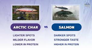 arctic char vs salmon comparison
