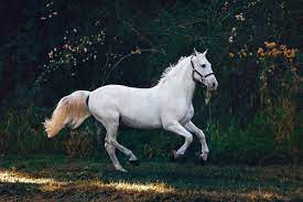60 000 best white horse images 100