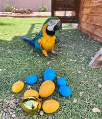 dexter macaw parrots terry parrots