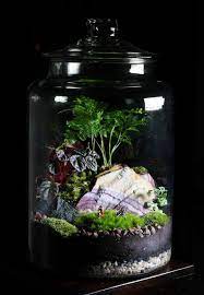 terrarium jar succulent terrarium