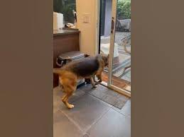Cat Opens Sliding Glass Door For Dogs