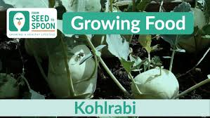 Kohlrabi How To Grow And When To Plant