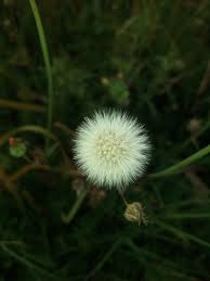 flower beauty blur dandelion