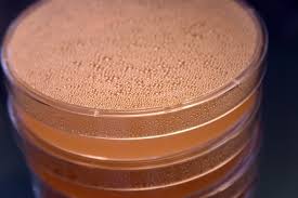 how to make agar plates sciencing