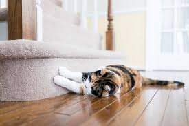 stop cats from scratching the carpet