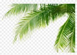 green palm leaves png pic palm tree