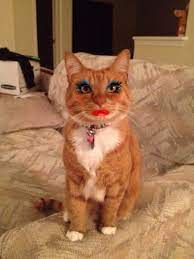 17 cats all tarted up wearing makeup
