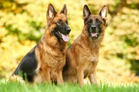 Male Vs Female German Shepherd What Is The Difference