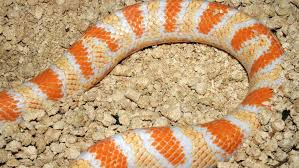 Corn Snakes Everything You Absolutely