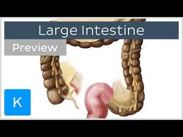 large intestine structure and function