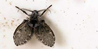 How To Get Rid Of Drain Flies Moth