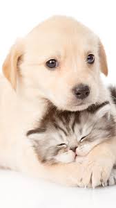 cute labrador dog puppy and cat kitten