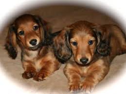 Here we offer puppies for sale. Dachshund Puppies For Sale