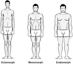 Diet Plans For Ectomorph And Endomorph Body Types Healthy