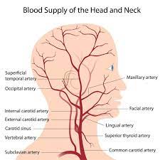 In human anatomy, they arise from the common carotid arteries where these bifurcate into the internal and external carotid arteries at cervical vertebral level 3 or 4. Pin On Anatomy