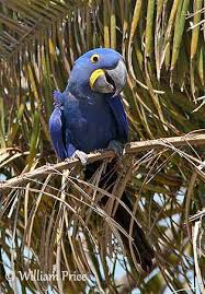 hyacinth macaw