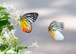 Image result for đôi bướm vàng