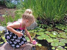 Types Of Aquatic Plants For Ponds 11