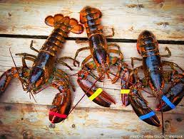 enjoy maine lobster season dockside