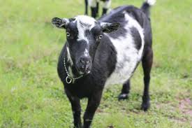 goat diseases signs symptoms