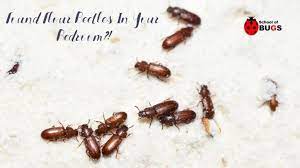 found flour beetles in your bedroom