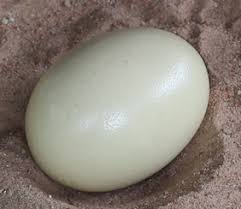 ostrich eggs biostritch
