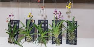 Hanging Orchids Indoor Plant Home