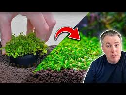 how to plant a carpet in your aquarium