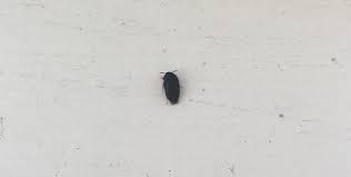 black carpet beetle pest control canada