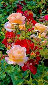 Rose Flower Pictures