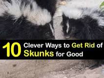 does-peppermint-oil-get-rid-of-skunks