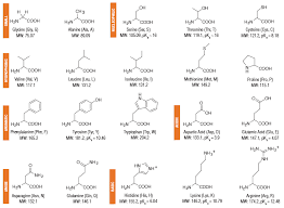 Amino Acid Structures Neb