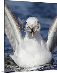 Seagull With A Fish In Its Beak Wall