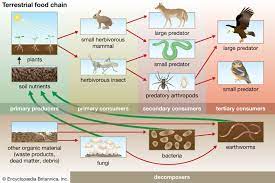Food chain | Definition, Types, & Facts | Britannica