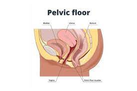 what exactly is a pelvic floor mage