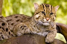 The cat is hardly seen in the wild, so rarely is known about its situation there. Fishing Cat Wikipedia