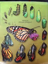 Beautiful Diagram Of Monarch Life Cycle Monarch Butterfly