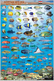 Egyptian Red Sea Fish Card Frankos Fabulous Maps Of