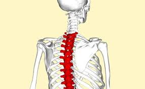 Want to learn all of the bones in the human body? T1 T8 Vertebrae Spinal Cord Injury Spinalcord Com