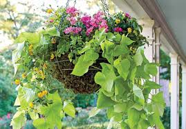 how to grow and care for sweet potato vines
