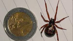 false widow spider what to do if you