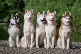 Husky Breed Guide And Insurance Plan
